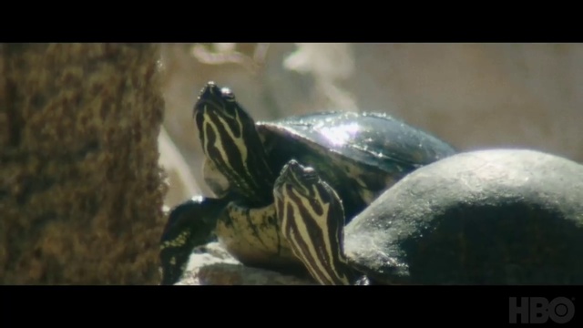 Video Reference: Water, Reptile, Turtle, Fluid, Underwater, Pond turtle, Tortoise, Marine biology, Sea turtle, Hawksbill sea turtle