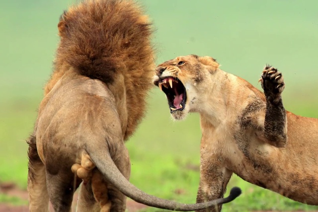 Video Reference: Roar, Ecoregion, Vertebrate, Mouth, Felidae, Carnivore, Jaw, Big cats, Lion, Terrestrial animal