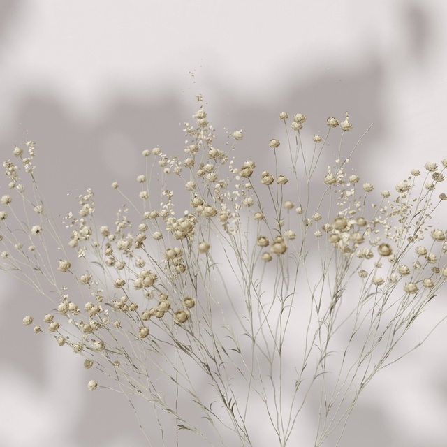 Video Reference: Plant, Twig, Grass, Flowering plant, Pedicel, Natural landscape, Macro photography, Winter, Freezing, Herbaceous plant