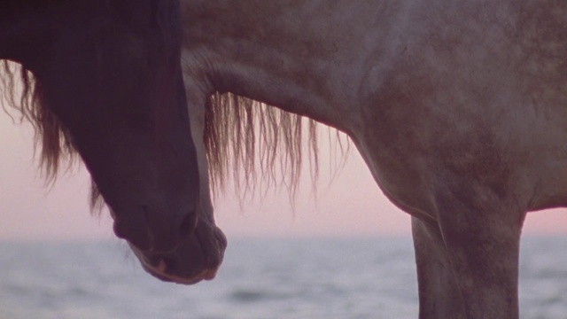 Video Reference: Hair, Water, Eye, Sky, Human body, Horse, Window, Tints and shades, Landscape, Plant