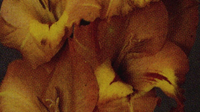 Video Reference: Flower, Plant, Petal, Textile, Orange, Wood, Art, Font, Tints and shades, Pattern