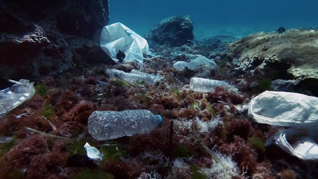 Video Reference: Water, Nature, Organism, Underwater, Bedrock, Marine biology, Landscape, Coral, Reef, Algae