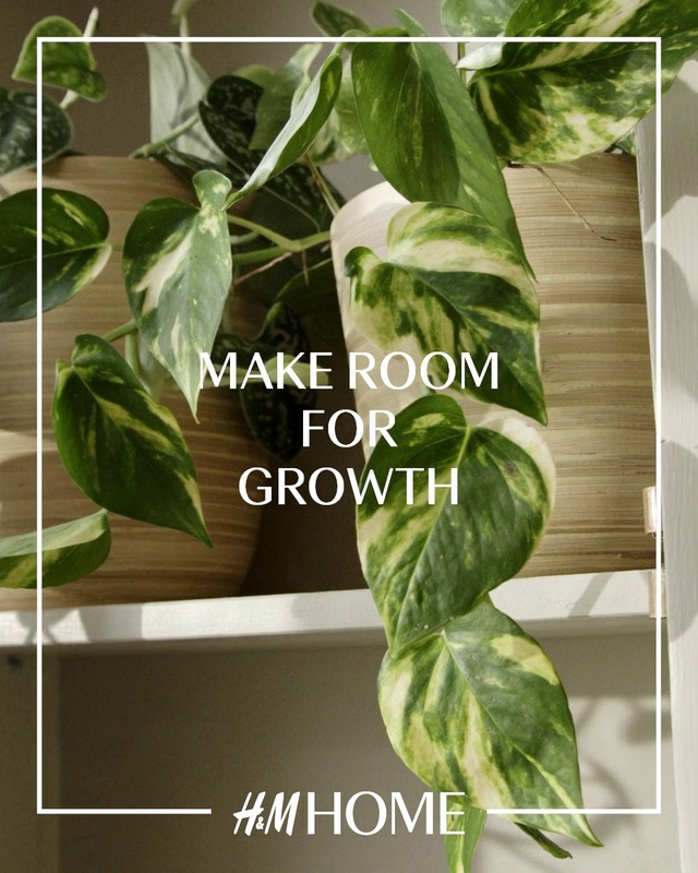 Video Reference: Plant, Leaf, Ingredient, Leaf vegetable, Natural foods, Houseplant, Terrestrial plant, Flowering plant, Font, Produce