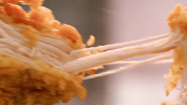 Video Reference: Petal, Recipe, Ingredient, Twig, Close-up, Cuisine, Macro photography, Dish, Peach, Comfort food