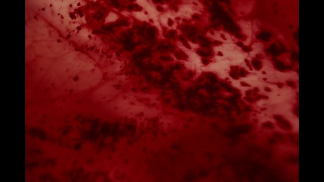 Video Reference: Brown, Organism, Fluid, Pink, Water, Liquid, Magenta, Geological phenomenon, Pattern, Space