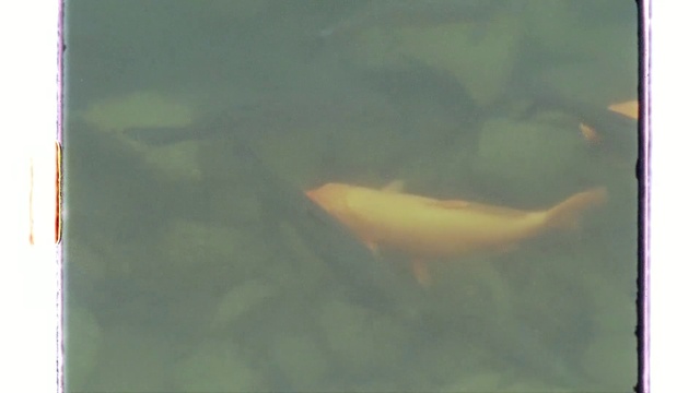 Video Reference: Water, Fin, Rectangle, Organism, Fish, Underwater, Tints and shades, Marine biology, Tail, Art