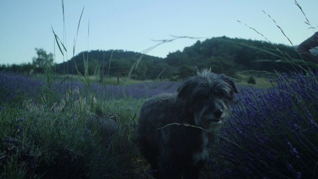 Video Reference: Sky, Plant, Dog, Dog breed, Mountain, Working animal, Carnivore, Grass, Grassland, Landscape