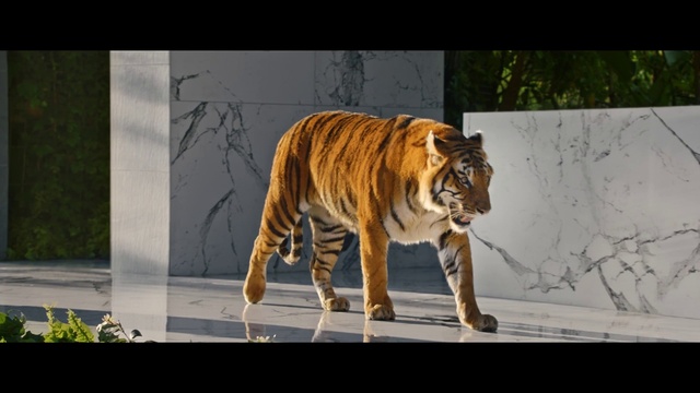 Video Reference: Siberian tiger, Bengal tiger, Tiger, Felidae, Carnivore, Plant, Terrestrial animal, Big cats, Adaptation, Snout
