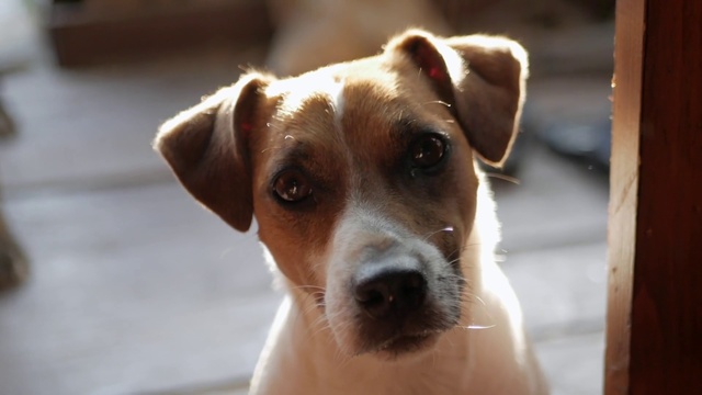 Video Reference: Dog, Carnivore, Companion dog, Whiskers, Terrier, Working animal, Snout, Irishjacks, Dog breed, Street dog