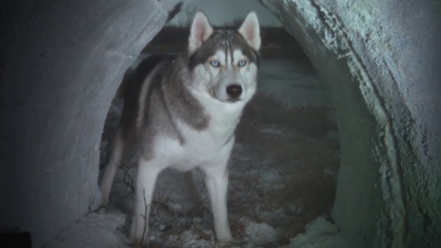 Video Reference: Dog, Dog breed, Carnivore, Flash photography, Grey, Wolf, Whiskers, Sled dog, Snout, Monochrome