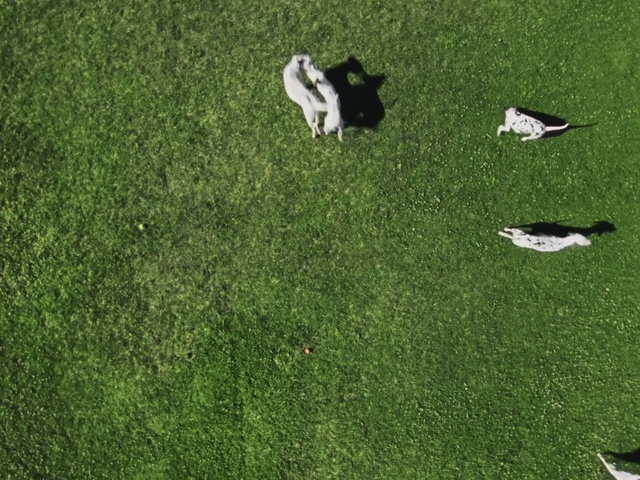 Video Reference: Plant, Green, Grass, Groundcover, Flooring, Grassland, People in nature, Lawn, Shrub, Tree