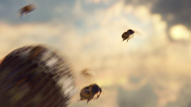 Video Reference: Pollinator, Insect, Arthropod, Vertebrate, Sky, Pest, Plant, Honeybee, Grass, Membrane-winged insect