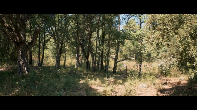 Video Reference: Plant, Natural landscape, Wood, Tree, Trunk, Grass, Twig, Terrestrial plant, Tints and shades, Landscape