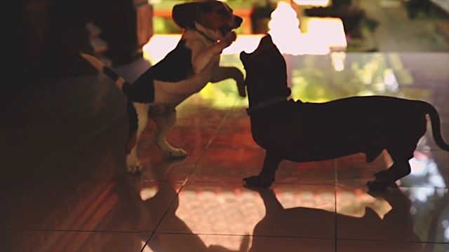Video Reference: Fawn, Toy, Working animal, Art, Event, Tail, Hat, Fictional character, Terrestrial animal, Fun