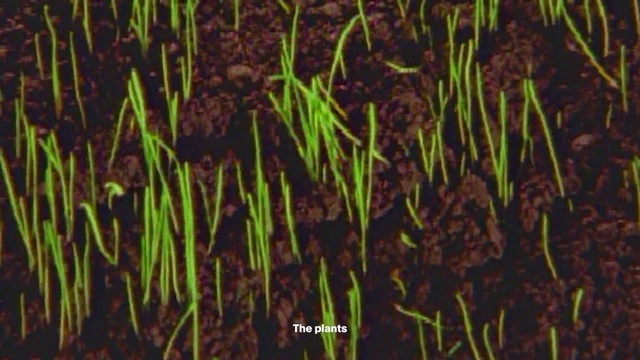 Video Reference: Plant, Terrestrial plant, Agriculture, Grass, Flowering plant, Wood, Natural landscape, Tree, Pattern, Crop