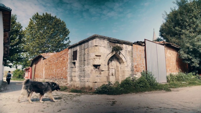 Video Reference: Plant, Cloud, Sky, Building, Dog, Window, Tree, Carnivore, Wood, Door