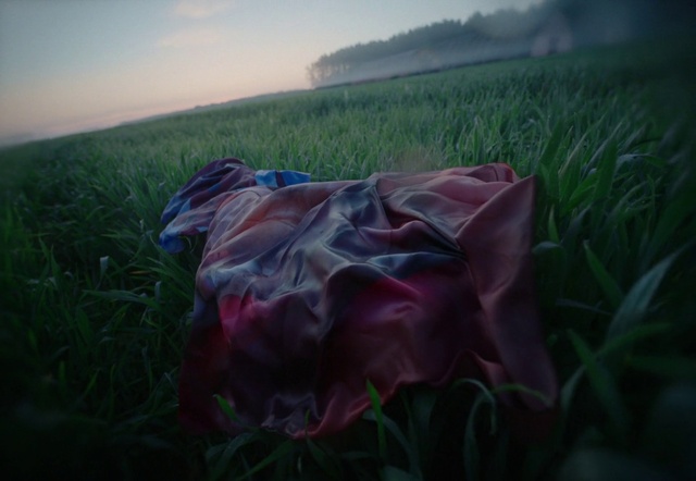 Video Reference: Sky, Flower, Plant, Atmosphere, Cloud, Natural landscape, Petal, Sunlight, Vegetation, Grass