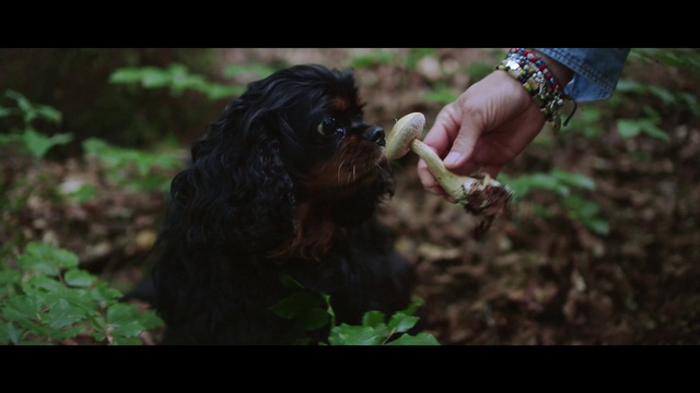 Video Reference: Plant, Dog, Leaf, Organism, Liver, Gesture, Carnivore, Fawn, Grass, Adaptation