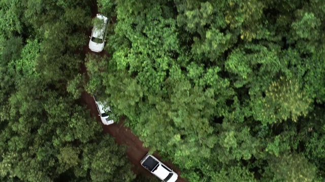 Video Reference: Watch, Plant, Clock, Tree, Grass, Groundcover, Terrestrial plant, Shrub, Landscape, Leisure