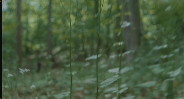 Video Reference: Plant, Terrestrial plant, Natural landscape, Water, Wood, Twig, Trunk, Flowering plant, Tree, Grass