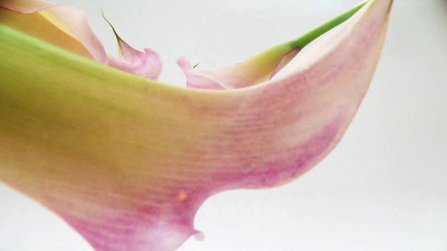 Video Reference: Flower, Plant, Petal, Terrestrial plant, Pink, Flowering plant, Pedicel, Magenta, Close-up, Cut flowers