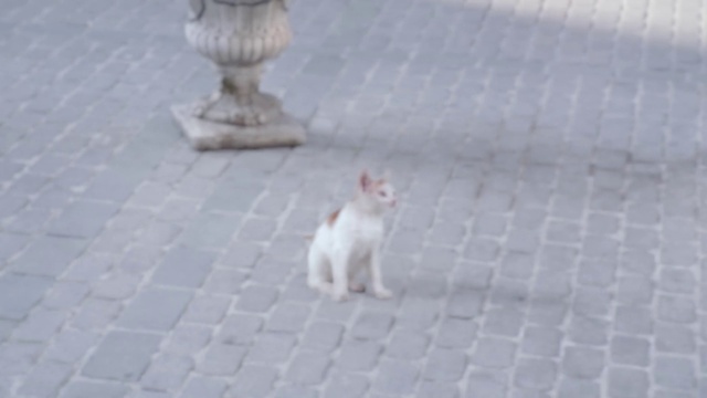 Video Reference: Cat, Felidae, Carnivore, Road surface, Flooring, Small to medium-sized cats, Asphalt, Grey, Floor, Dog breed