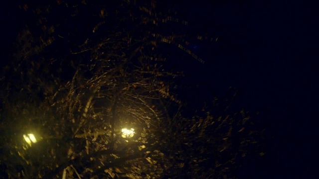 Video Reference: Atmosphere, Plant, Twig, Branch, Astronomical object, Street light, Tree, Sky, Midnight, Space