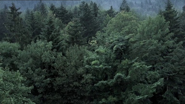 Video Reference: Plant community, Ecoregion, Plant, Natural landscape, Larch, Tree, Terrestrial plant, Evergreen, Landscape, Shrub