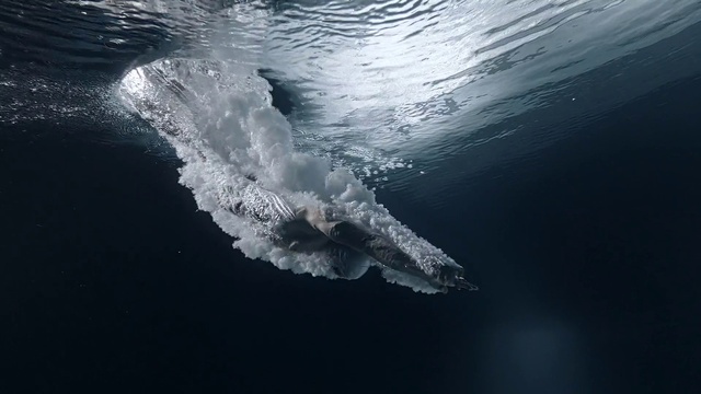 Video Reference: Water, Liquid, Fluid, Wind wave, Geological phenomenon, Lake, Wave, Ocean, Reflection, Marine mammal
