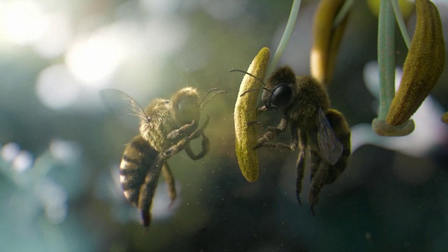 Video Reference: Plant, Pollinator, Arthropod, Insect, Honeybee, Halictidae, Terrestrial plant, Pest, Bumblebee, Parasite