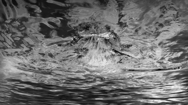 Video Reference: Water, Liquid, Fluid, Wood, Style, Black-and-white, Trunk, Tree, Monochrome photography, Monochrome