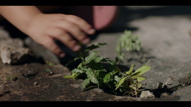 Video Reference: Plant, Wood, Gesture, People in nature, Grass, Leaf vegetable, Adaptation, Ingredient, Groundcover, Landscape