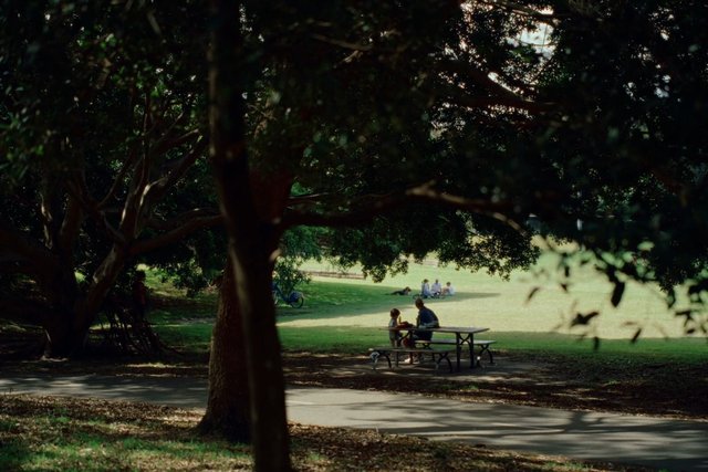 Video Reference: park, trees, shade, picnic, picnic table, grass, outdoor, family, people, leisure, recreation, path, sunlight, nature, field, daytime