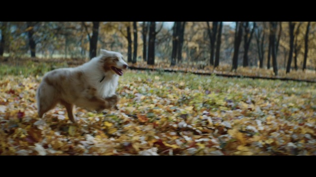 Video Reference: Dog, Plant, Tree, Wood, Carnivore, Grass, People in nature, Fawn, Woody plant, Companion dog