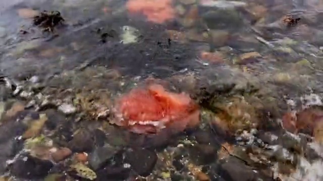 Video Reference: Water, Liquid, Fluid, Underwater, Sockeye salmon, Fish, Marine biology, Soil, Aquarium, Tail