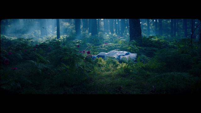 Video Reference: Plant, Atmosphere, Natural landscape, Tree, Sunlight, Organism, Terrestrial plant, Grass, Rectangle, People in nature