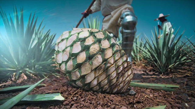 Video Reference: Plant, Plant community, Azure, Natural environment, Botany, Terrestrial plant, Organism, Vegetation, Arecales, Grass