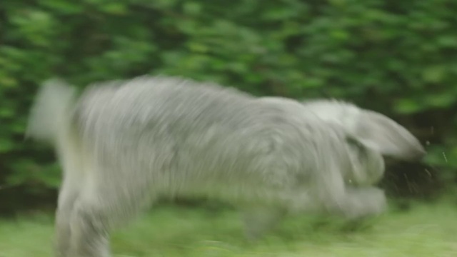 Video Reference: Dog, Dog breed, Carnivore, Plant, Snout, Grass, Companion dog, Terrestrial animal, Tail, Sporting Group