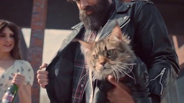 Video Reference: Cat, Carnivore, Felidae, Small to medium-sized cats, Gesture, Whiskers, Beard, Fawn, Fur, Event