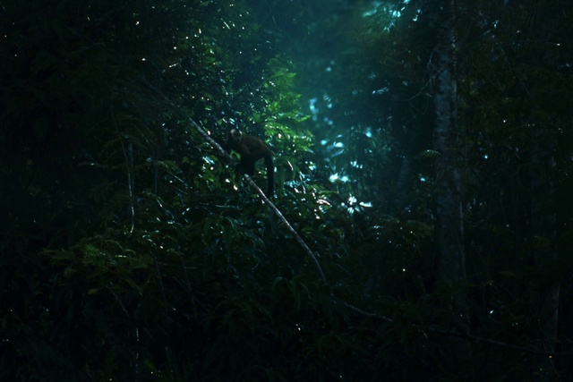 Video Reference: Water, Plant, Sky, Terrestrial plant, Tree, Astronomical object, Underwater, Electric blue, Space, Grass