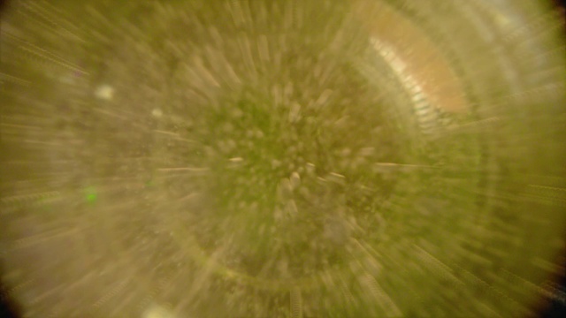 Video Reference: Plant, Fruit, Astronomical object, Grass, Wood, Circle, Automotive wheel system, Pattern, Macro photography, Natural foods