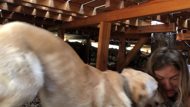 Video Reference: Dog, Vertebrate, Dog breed, Working animal, Wood, Carnivore, Fawn, Companion dog, Snout, Dairy cow