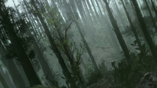 Video Reference: Atmosphere, Plant, Wood, Branch, Natural landscape, Fog, Trunk, Sunlight, Tree, Atmospheric phenomenon
