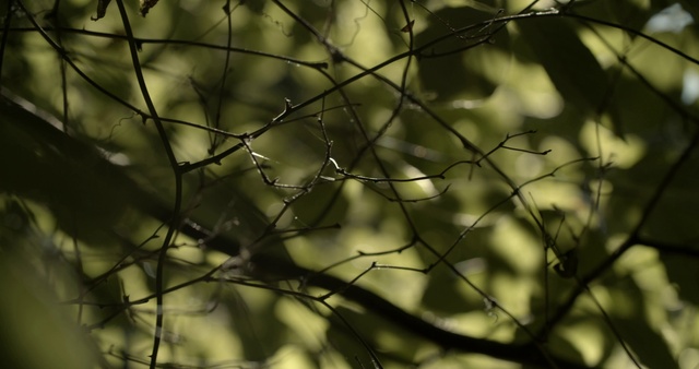 Video Reference: Twig, Wood, Water, Tints and shades, Natural landscape, Trunk, Grass, Deciduous, Forest, Pattern