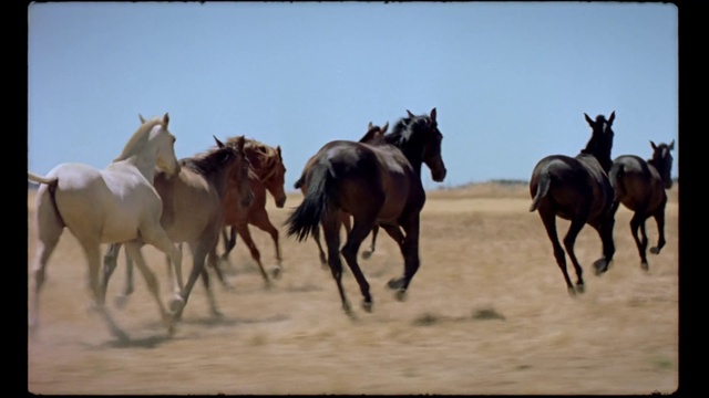 Video Reference: Horse, Sky, Ecoregion, Working animal, Landscape, Mane, Pack animal, Herd, Recreation, Terrestrial animal