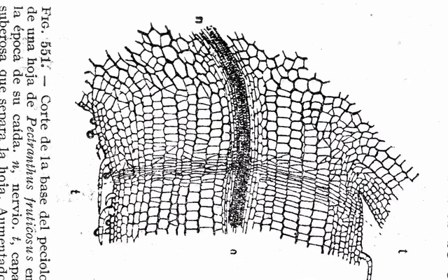 Video Reference: Slope, Font, Tree, Pattern, Plant, Rectangle, Symmetry, Art, Parallel, Line art