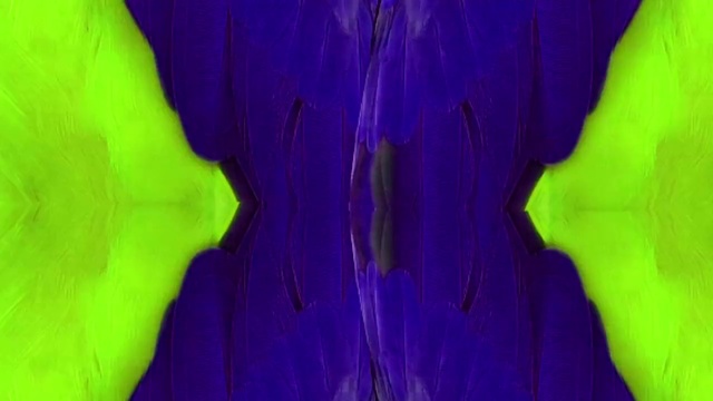 Video Reference: Flower, Plant, Purple, Blue, Petal, Violet, Magenta, Tints and shades, Electric blue, Herbaceous plant