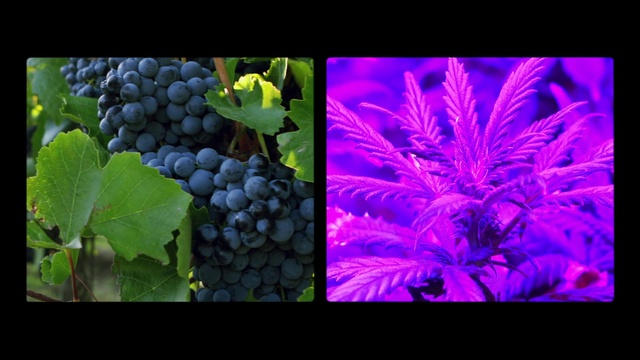 Video Reference: Food, Plant, Botany, Vegetation, Grape, Seedless fruit, Fruit, Natural foods, Terrestrial plant, Flowering plant