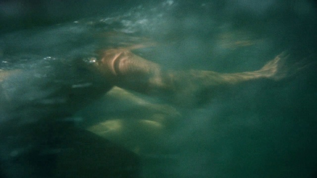 Video Reference: Water, Vertebrate, Fluid, Underwater, Organism, Marine biology, Recreation, Marine mammal, Electric blue, Wildlife