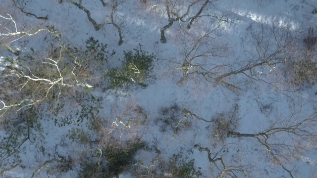 Video Reference: Twig, Snow, Road surface, Freezing, Natural landscape, Wood, Grass, Water, Frost, Pattern